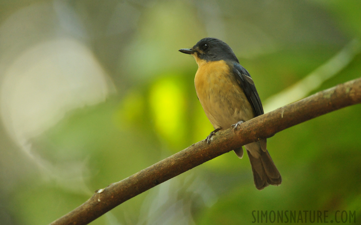 Cyornis tickelliae jerdoni [550 mm, 1/320 sec at f / 6.3, ISO 4000]